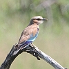 J17_0722 Lilacbreasted Roller